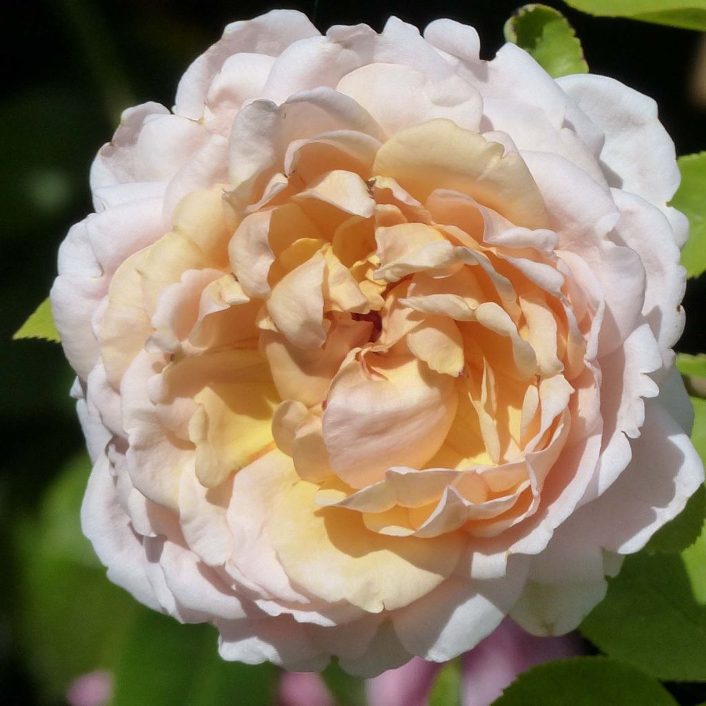 Rosa Gruss An Aachen - Historische Rose