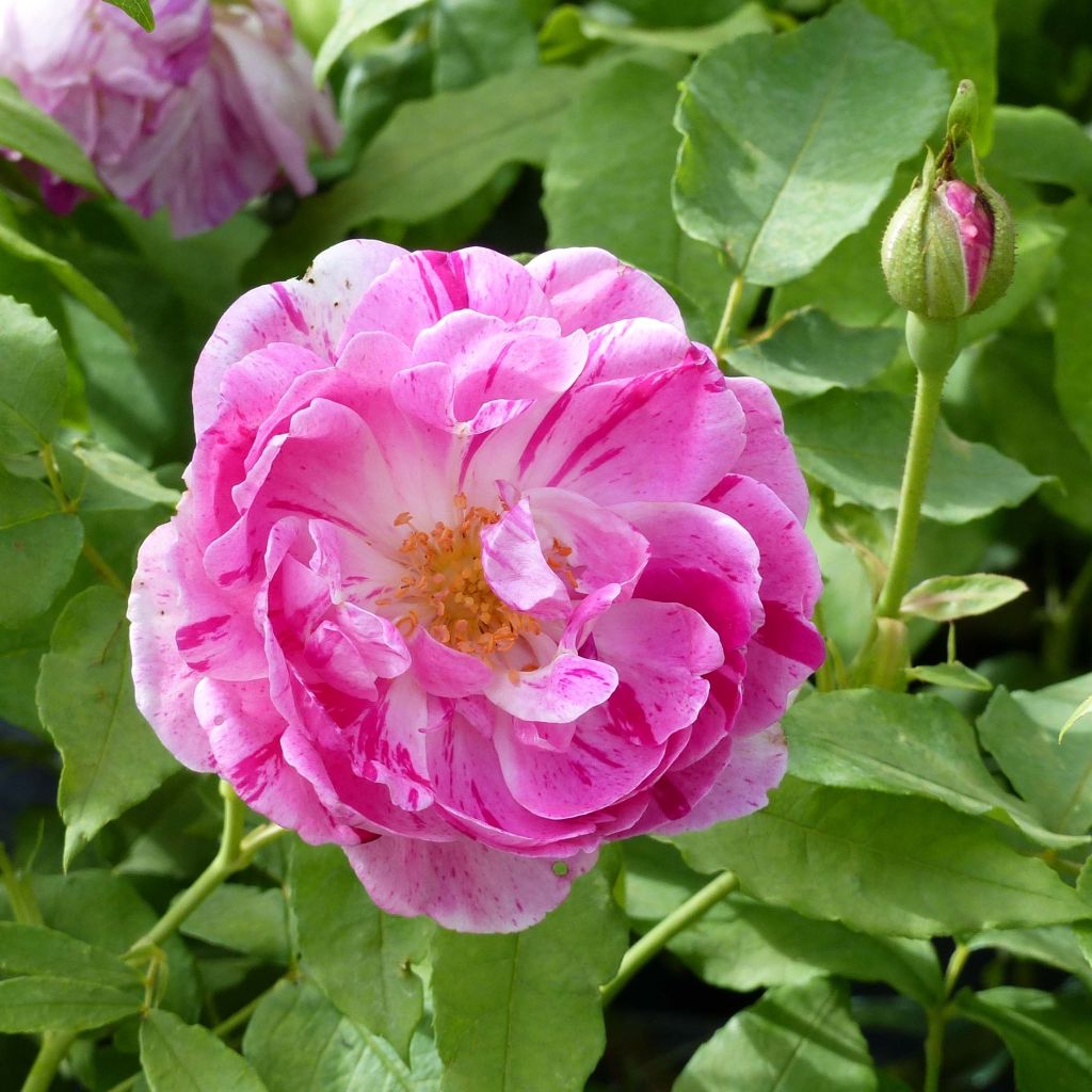 Rosa Honorine de Brabant - Alte Rose