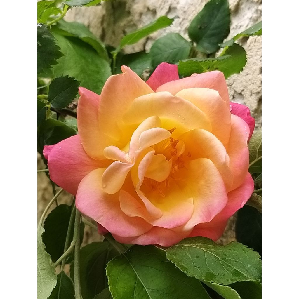 Rosa Joseph's Coat - Historische Rose