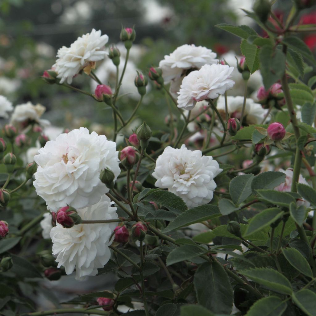 Rosa Little White Pet - Historische Rose