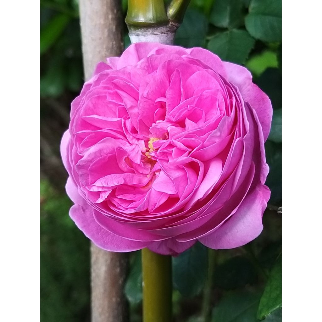 Rosa Louise Odier - Historische Rose