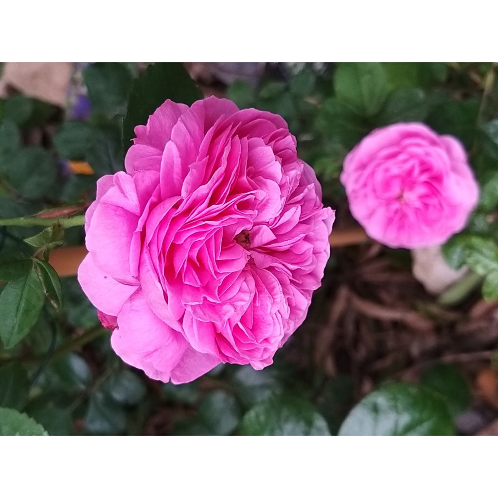 Rosa Louise Odier - Historische Rose