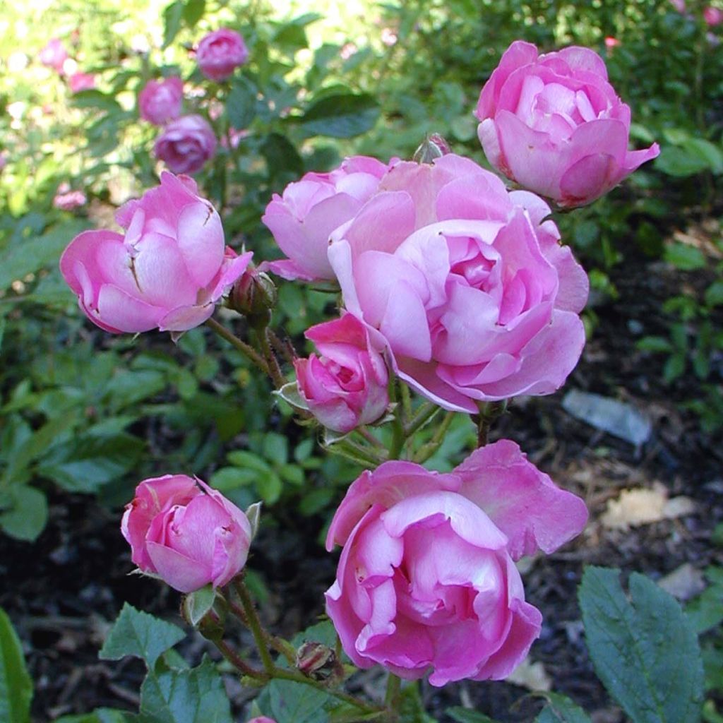 Rosa polyantha Maman Turbat - Historische Rose