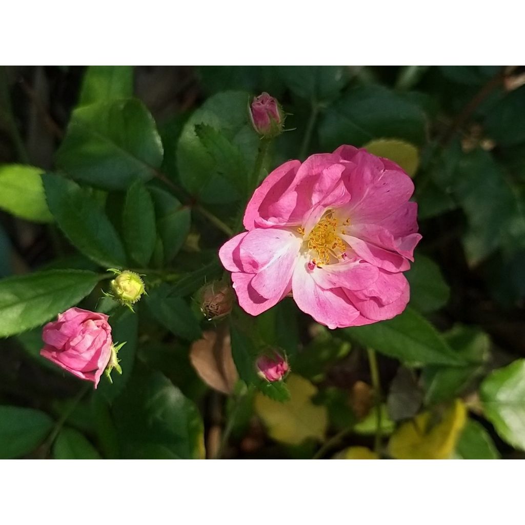 Rosa polyantha Maman Turbat - Historische Rose