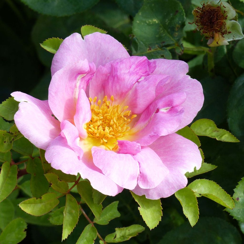 Rosa moyesii Marguerite Hilling - Historische Rose