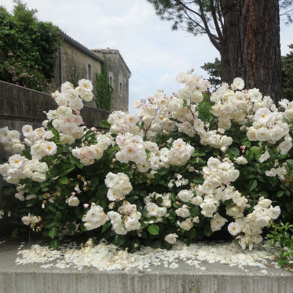 Rosa polyantha Marie Pavie - Historische Rose