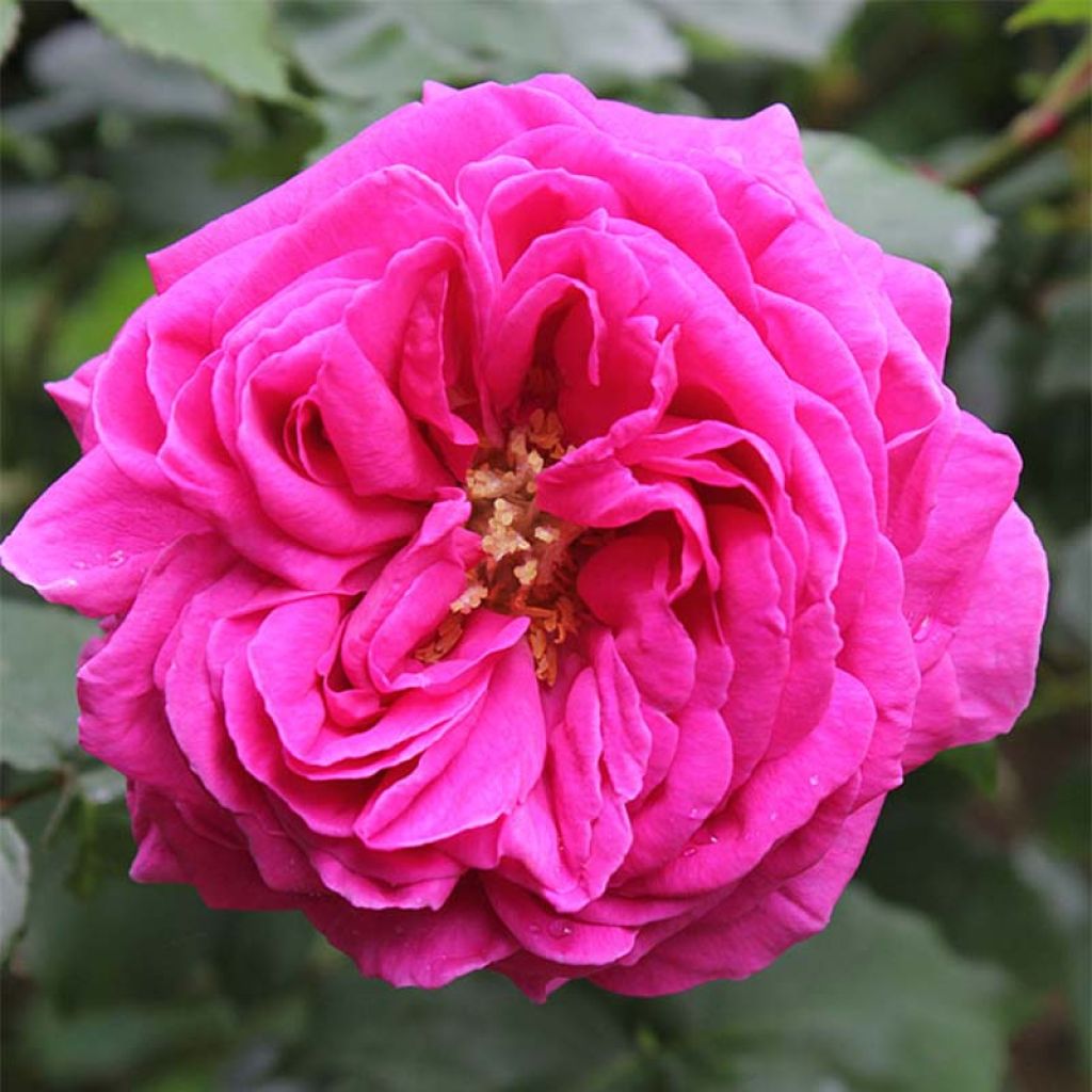 Rosa Mme Issac Pereire - Historische Rose