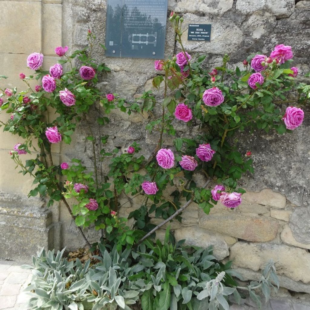 Rosa Mme Issac Pereire - Historische Rose