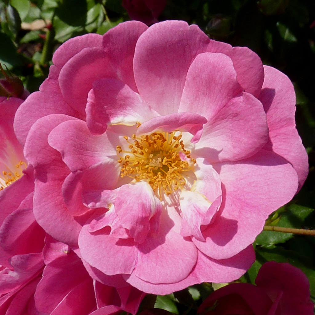 Rosa moschata Mozart - Moschus-Rose