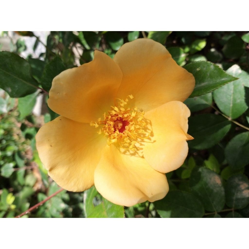 Rosa Mrs Oakley Fisher - Historische Rose