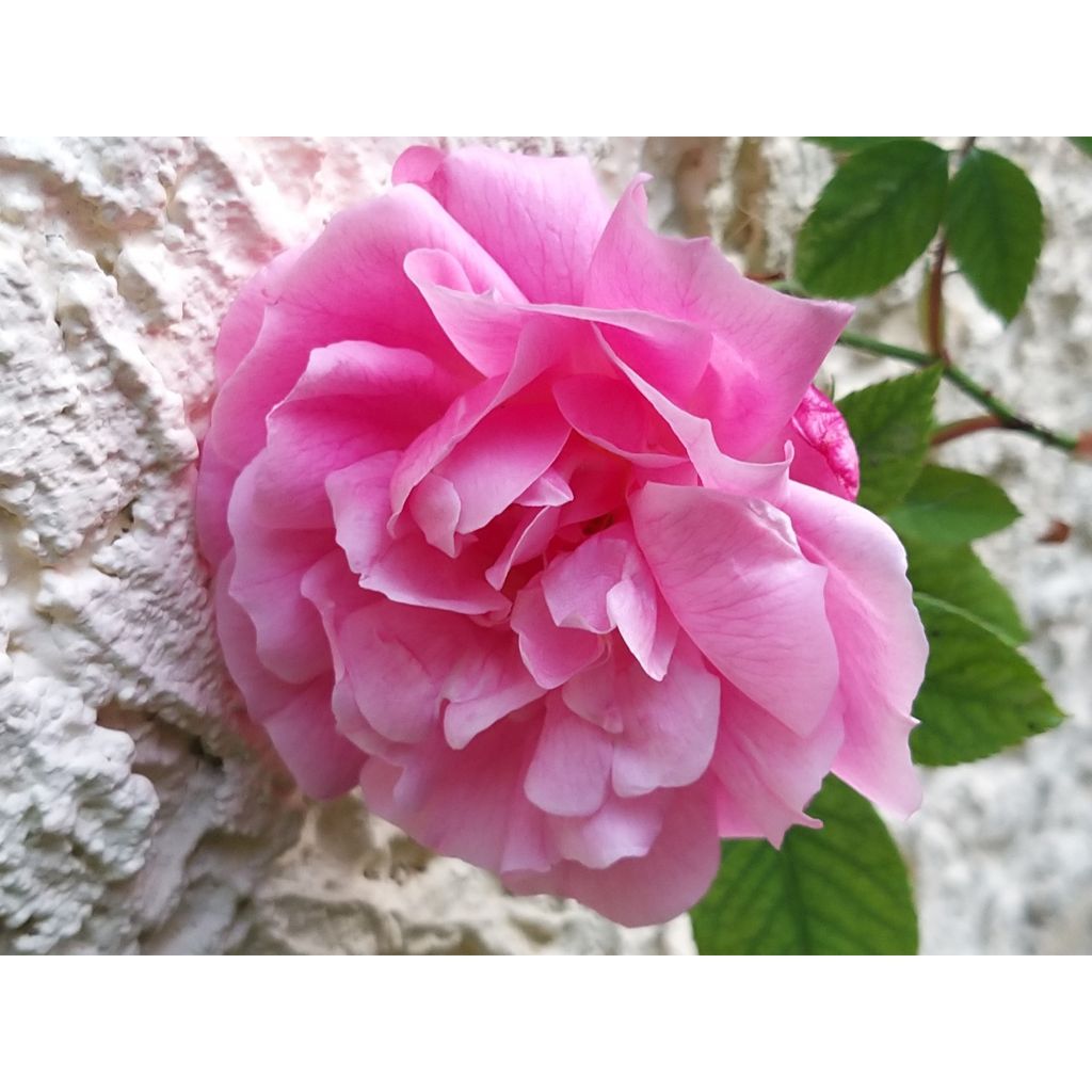 Rosa chinensis Old Blush - Historische Rose