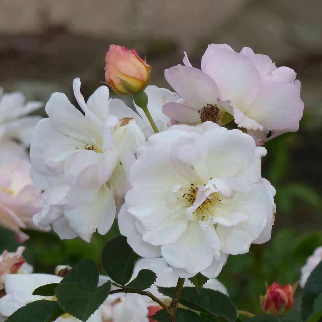 Rosa moschata Pénélope - Moschus-Rose