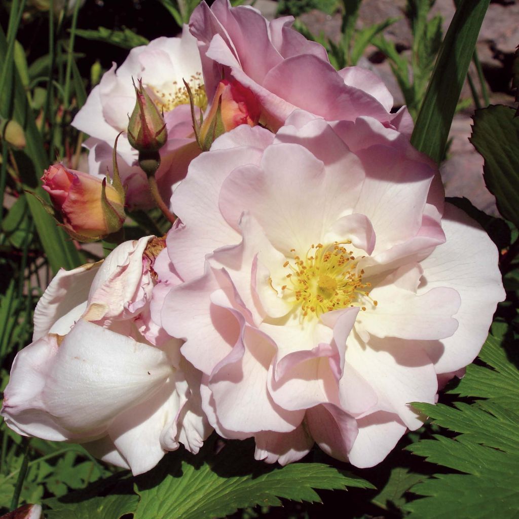 Rosa moschata Pénélope - Moschus-Rose