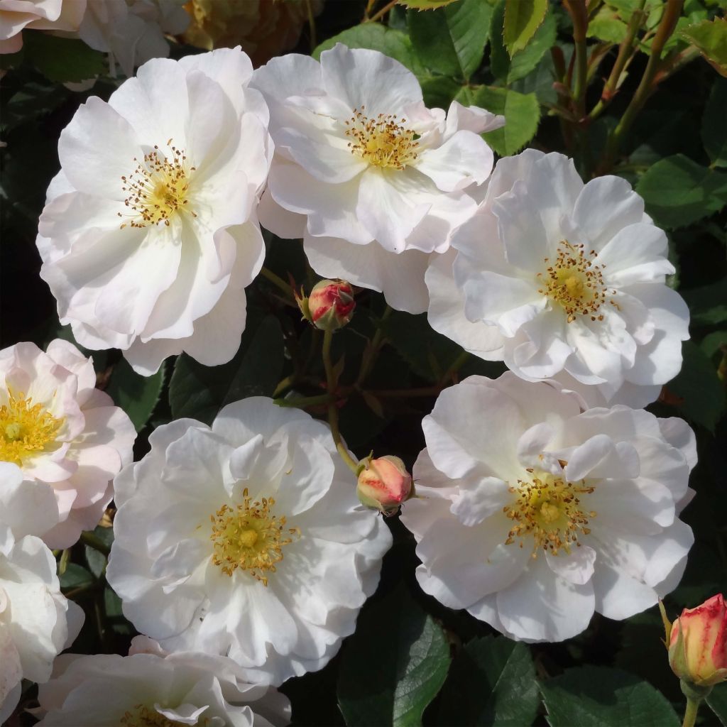 Rosa moschata Pénélope - Moschus-Rose