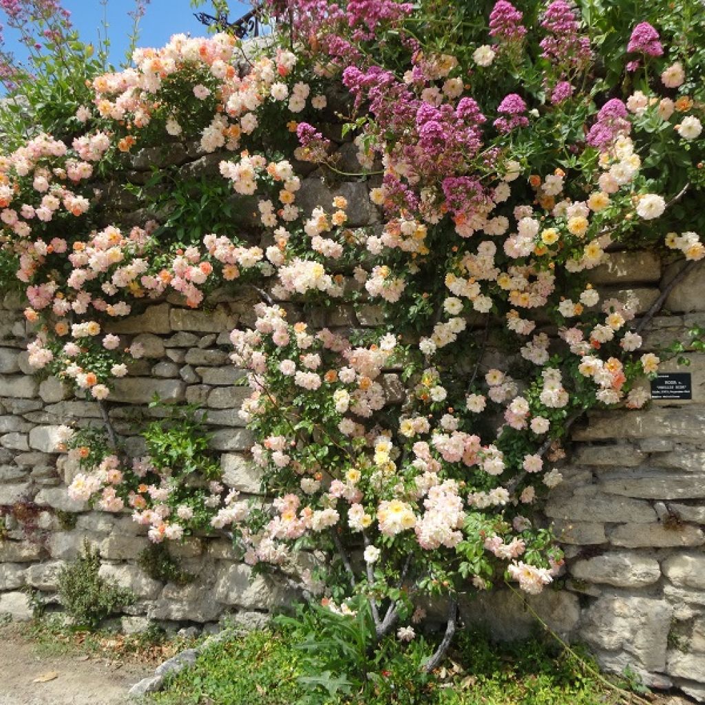 Rosa multiflora Phyllis Bide - Vielblütige Rose