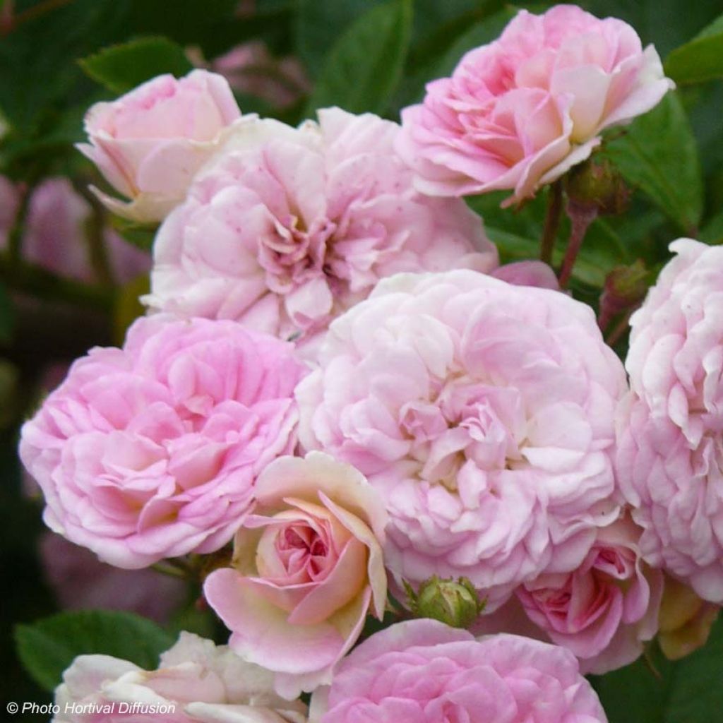 Rosa multiflora Pink Ghislaine de Féligonde - Historische Rose