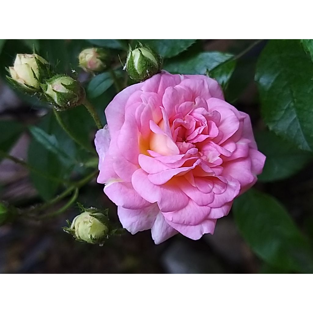 Rosa multiflora Pink Ghislaine de Féligonde - Historische Rose