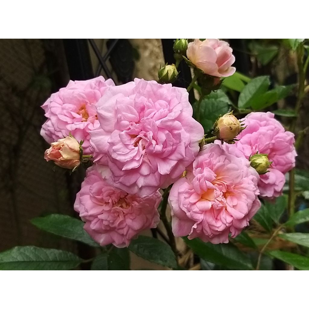 Rosa multiflora Pink Ghislaine de Féligonde - Historische Rose