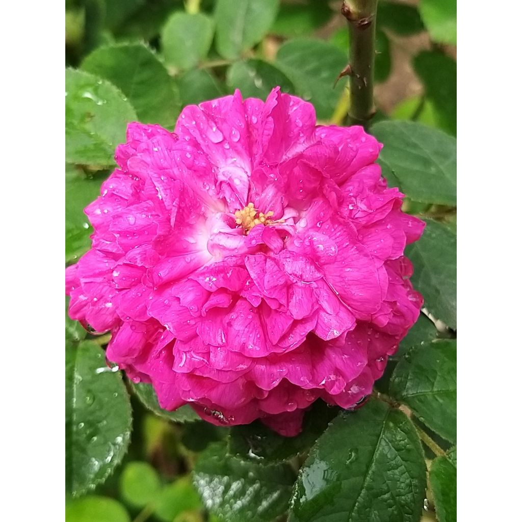 Rosa Rose de Rescht - Historische Rose