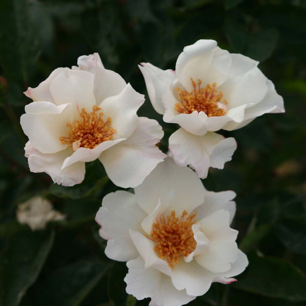 Rosa Sally Holmes - Moderne Hybrid-Rose