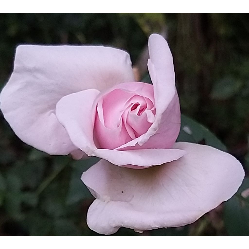 Rosa Souvenir de la Malmaison - Historische Rose