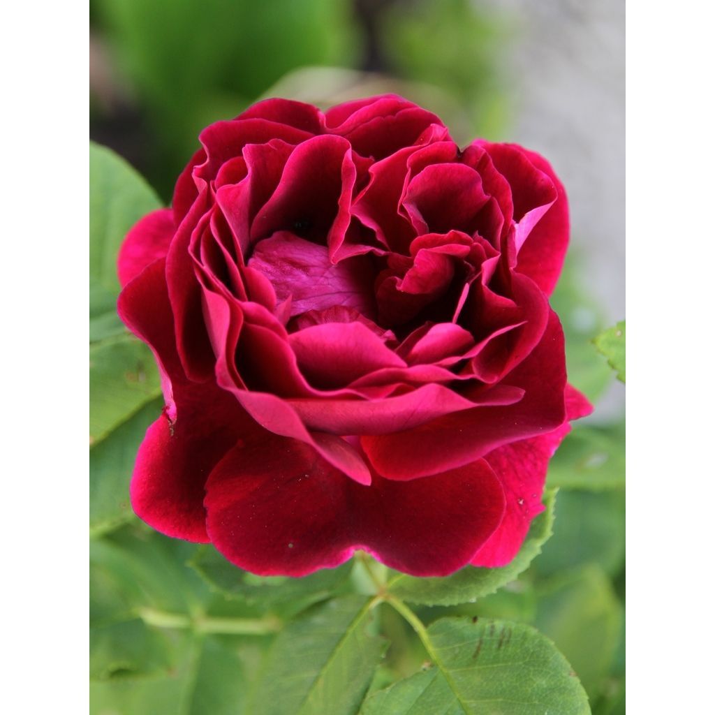 Rosa Souvenir du Dr Jamain - Historische Rose