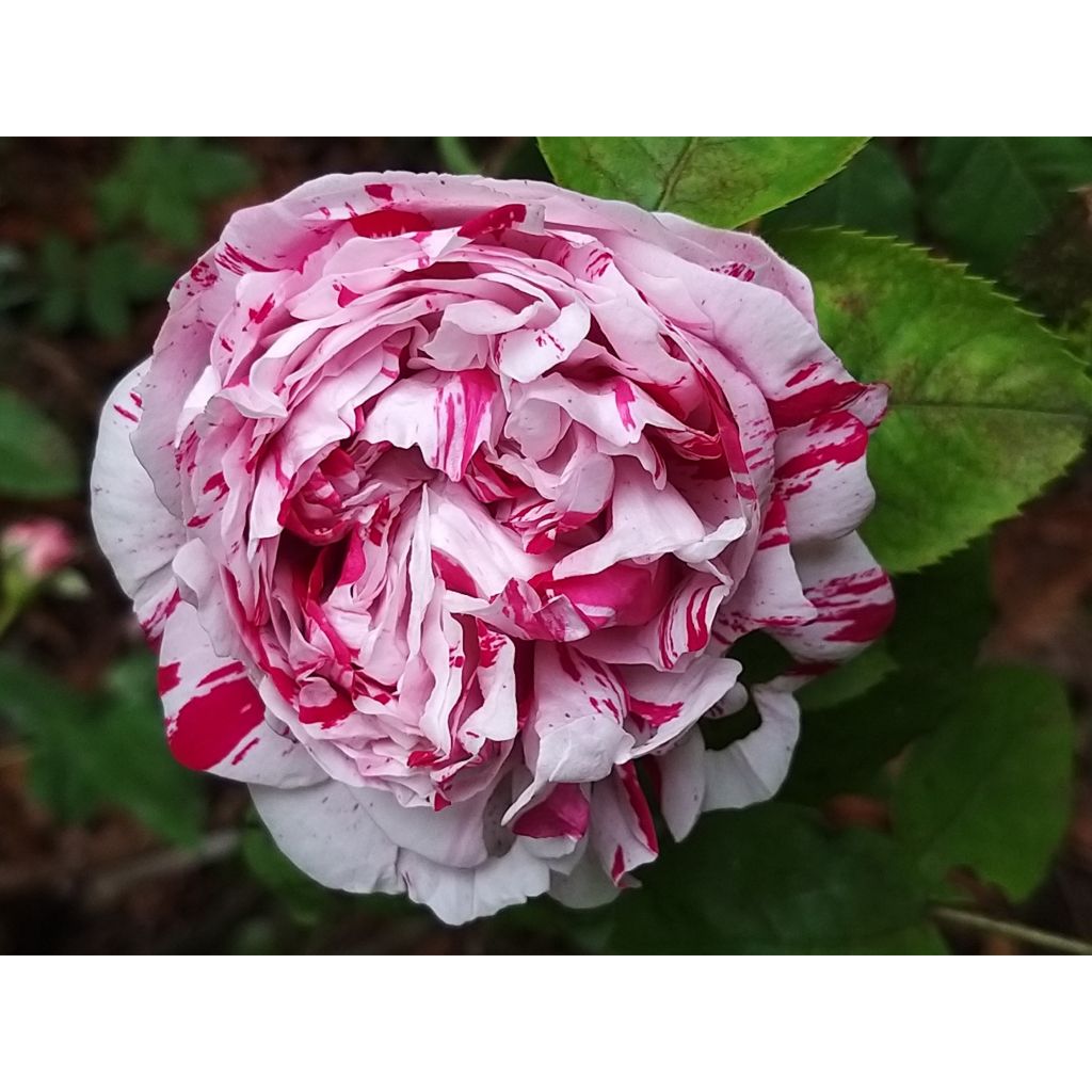 Rosa Variegata di Bologna - Historische Rose