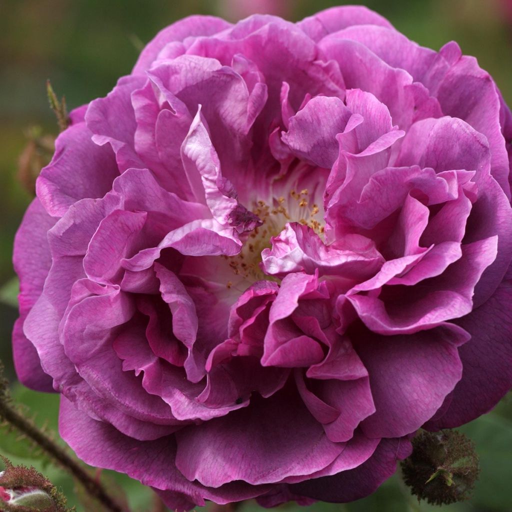 Rosa Centifolia Muscosa William Lobb - Zentifolie