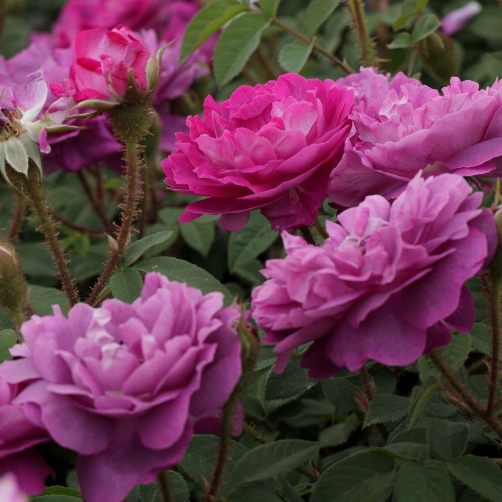 Rosa Centifolia Muscosa William Lobb - Zentifolie