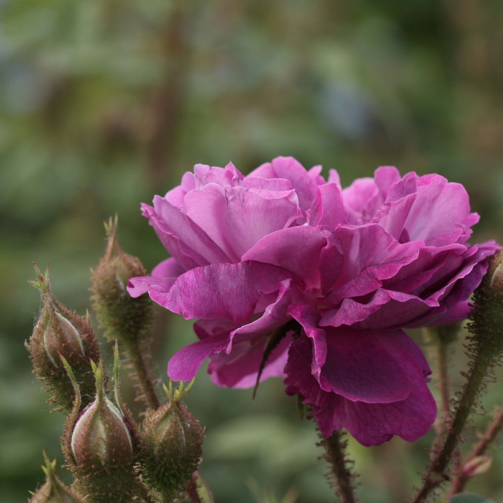 Rosa Centifolia Muscosa William Lobb - Zentifolie