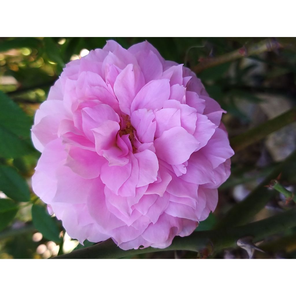 Rosa Fragrant Old purple - Englische Rose