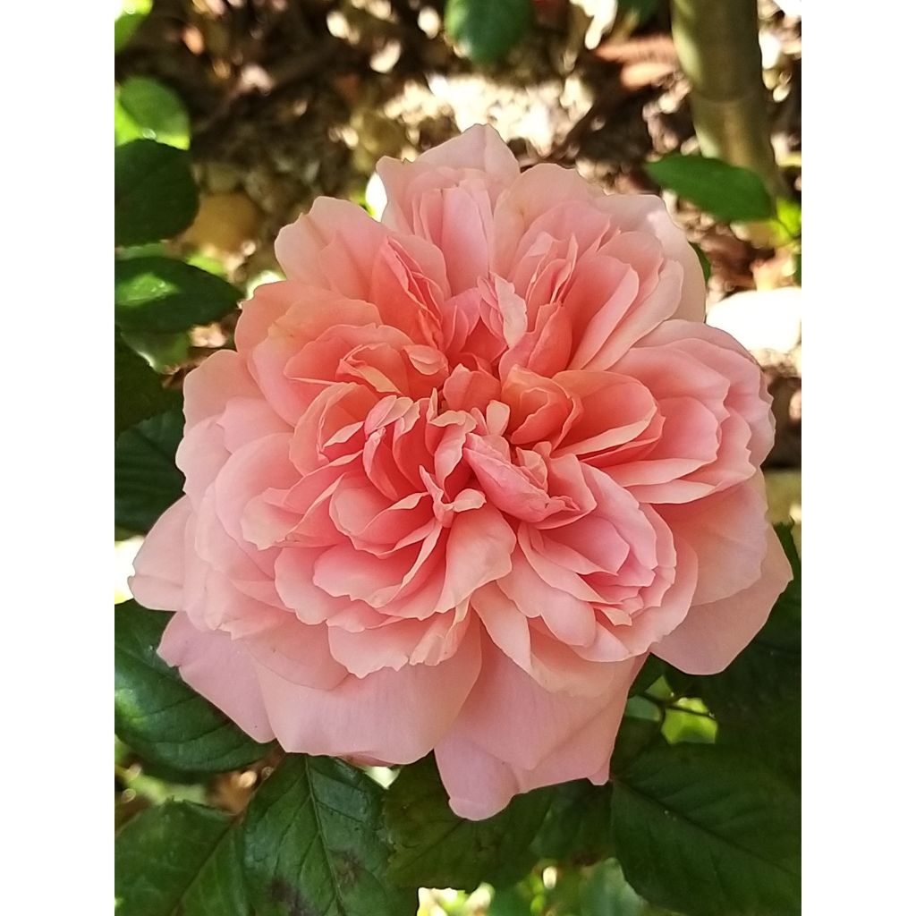 Rosa English Legend Rose de Cornouaille - Englische Rose