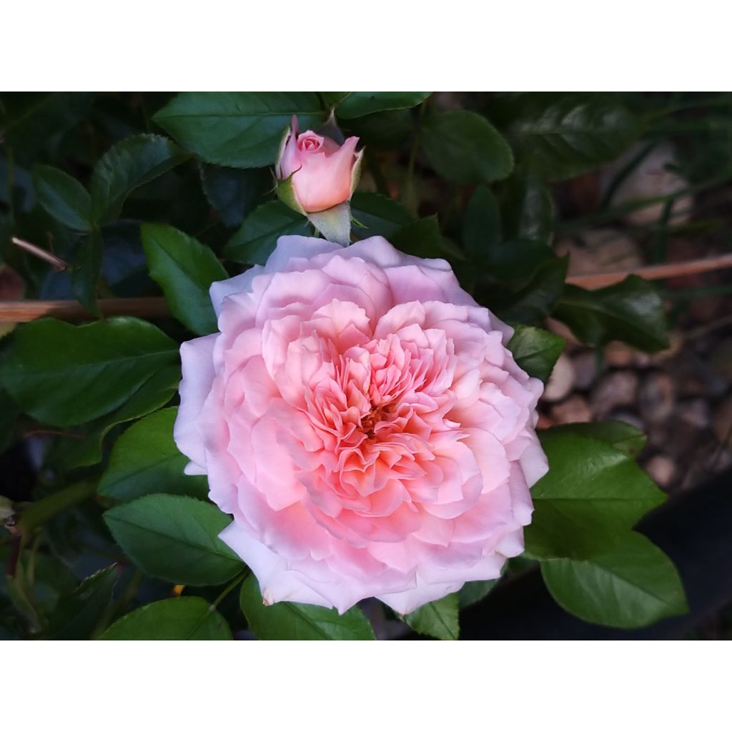 Rosa English Legend Rose de Cornouaille - Englische Rose