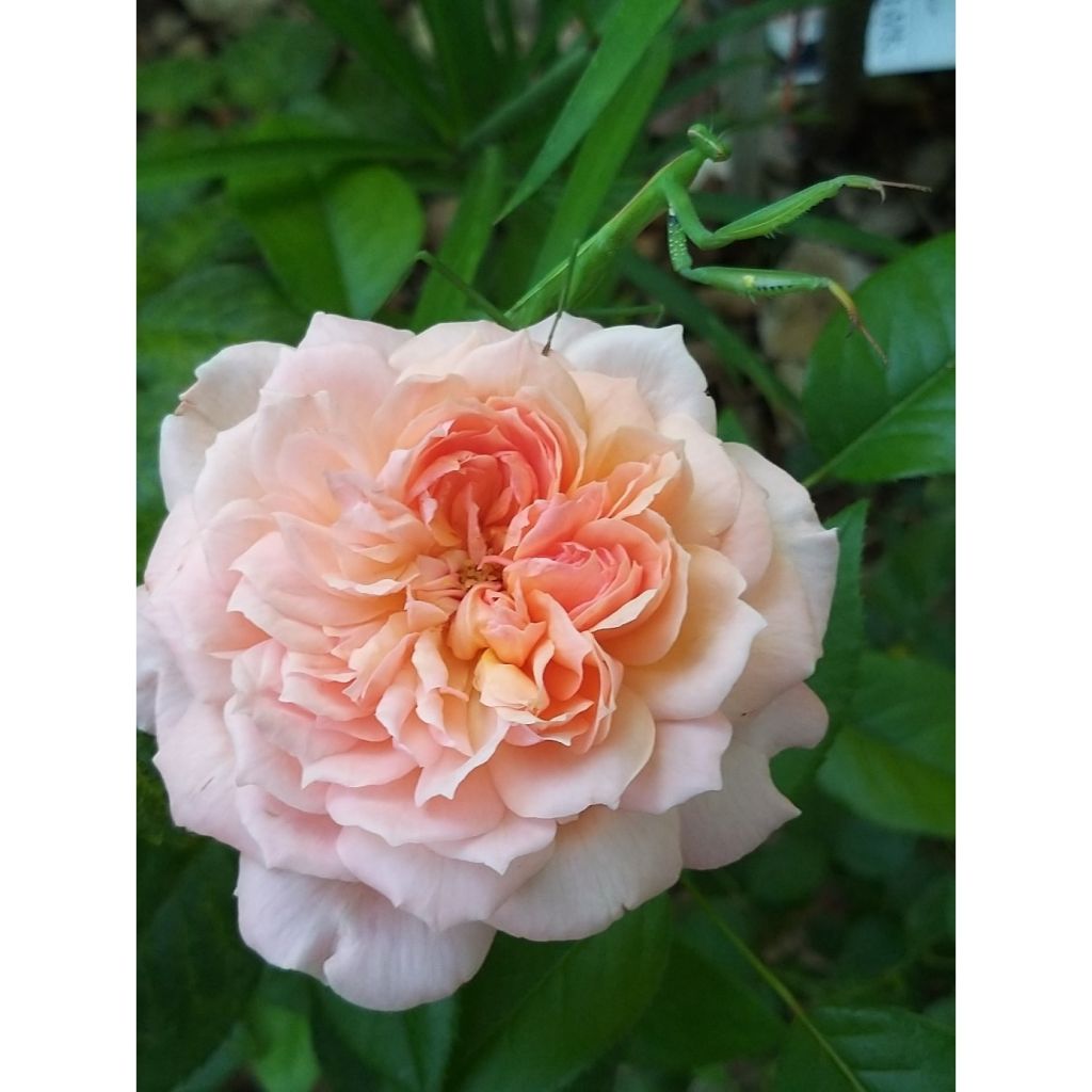 Rosa English Legend Rose de Cornouaille - Englische Rose