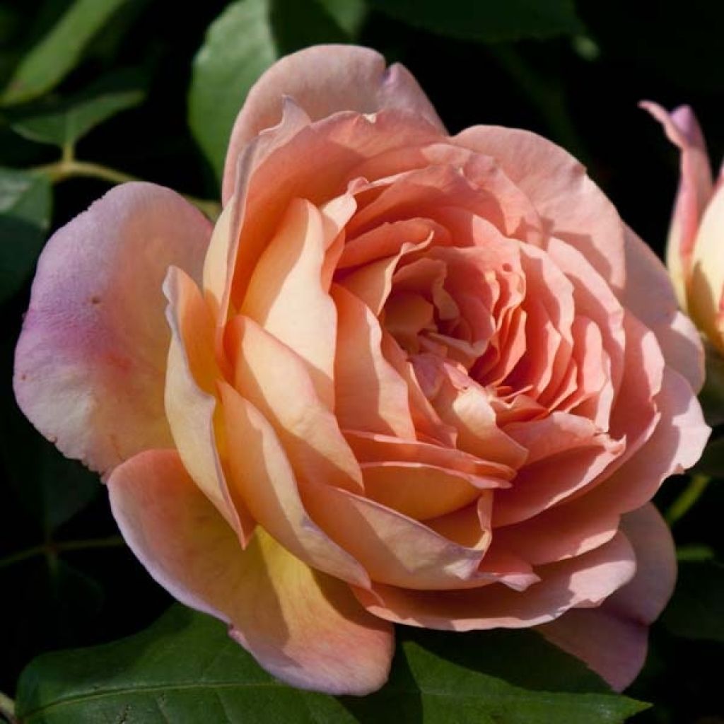 Rosa Lady Of Shalott - Englische Rose