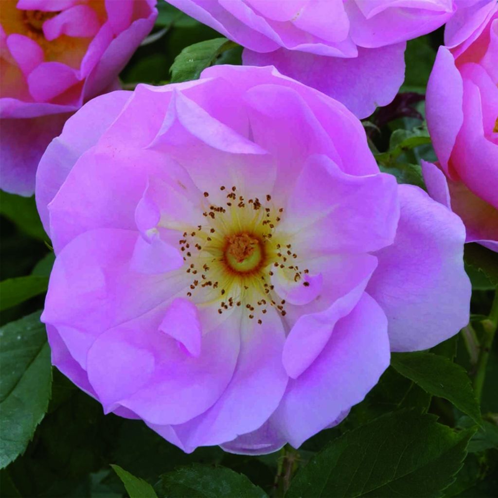 Rosa The Lady's Blush - Englische Rose