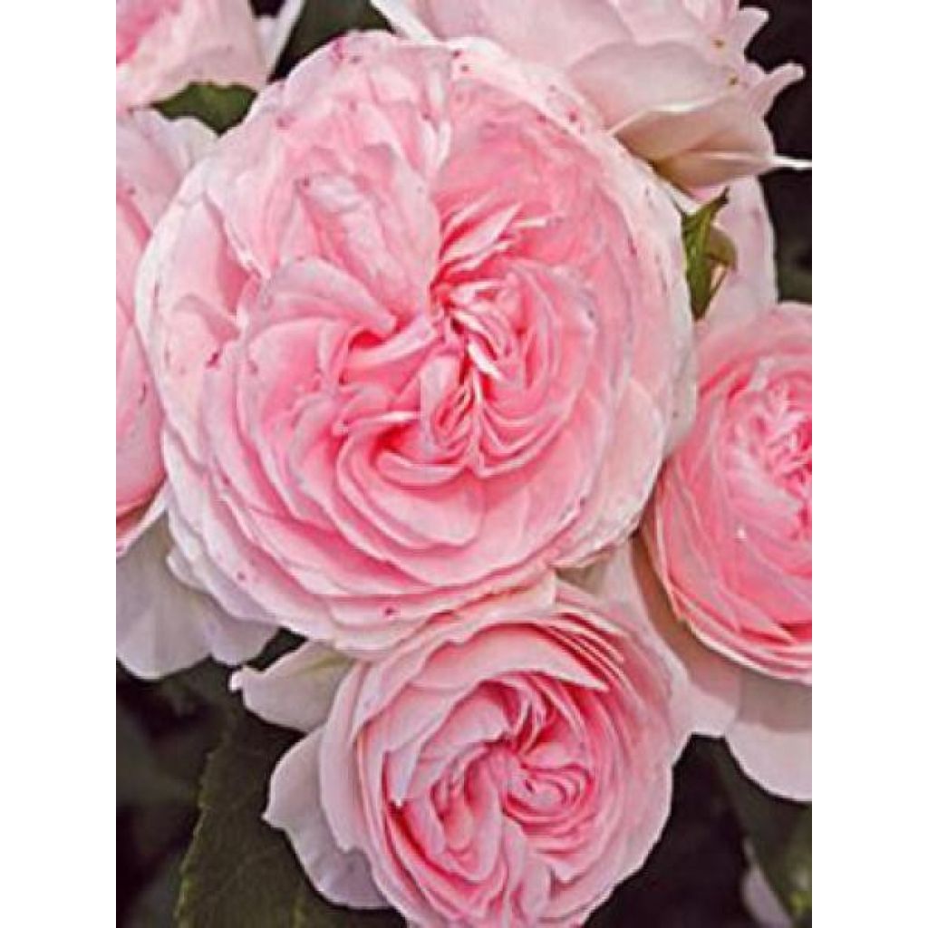 Rosa Urban Streetlight Larissa - Moderne Hybrid-Rose