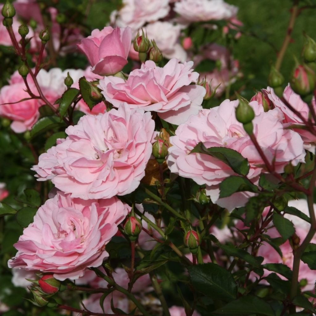 Rosa Bonica - Beetrose