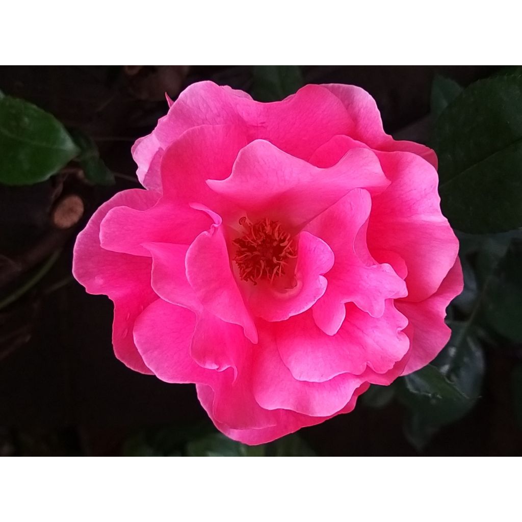 Rosa Centenaire de Lourdes - Strauchrose