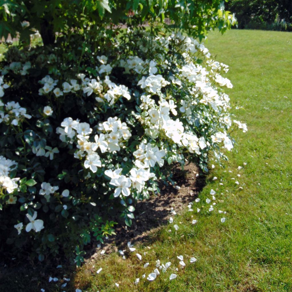 Rosa Escimo - Strauchrose