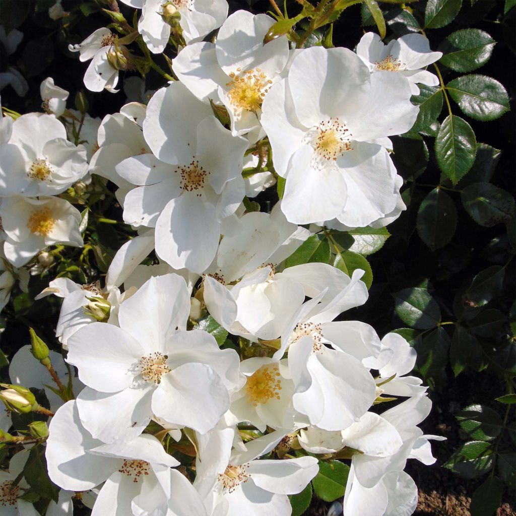 Rosa Escimo - Strauchrose