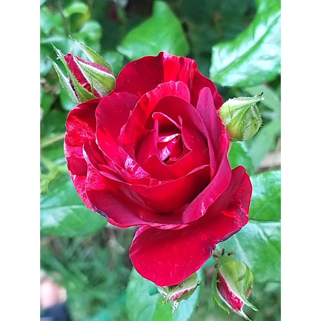 Rosa La Reine de la Nuit - Moderne Beetrose