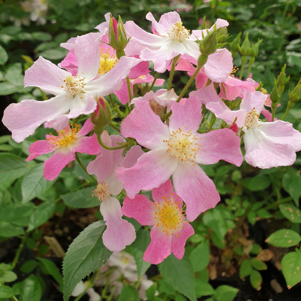 Rosa Rosy Boom Dynamic Hip Hop - Polyantha-Rose