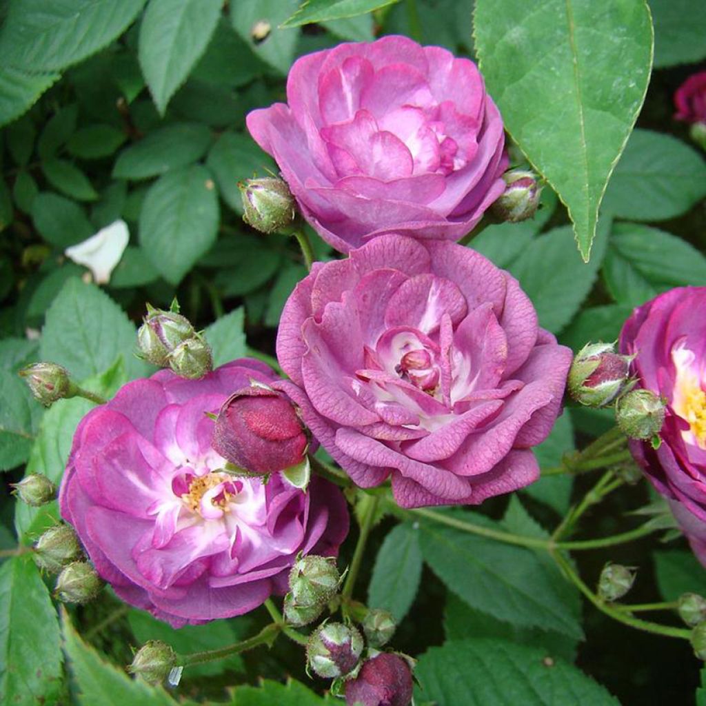 Rosa moschata Sibelius - Moschus-Rose