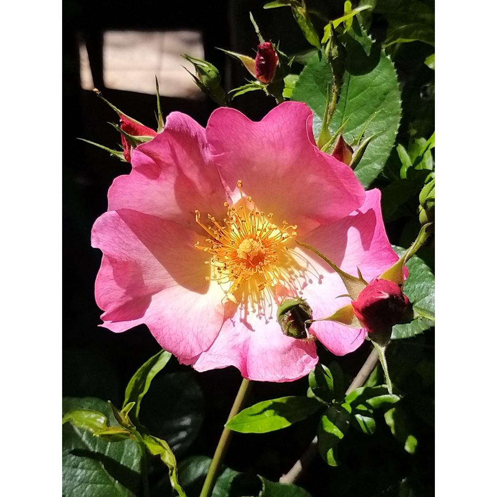 Rosa Pretty Sunrise (Yann Arthus-Bertrand) - Moderne Hybrid-Rose