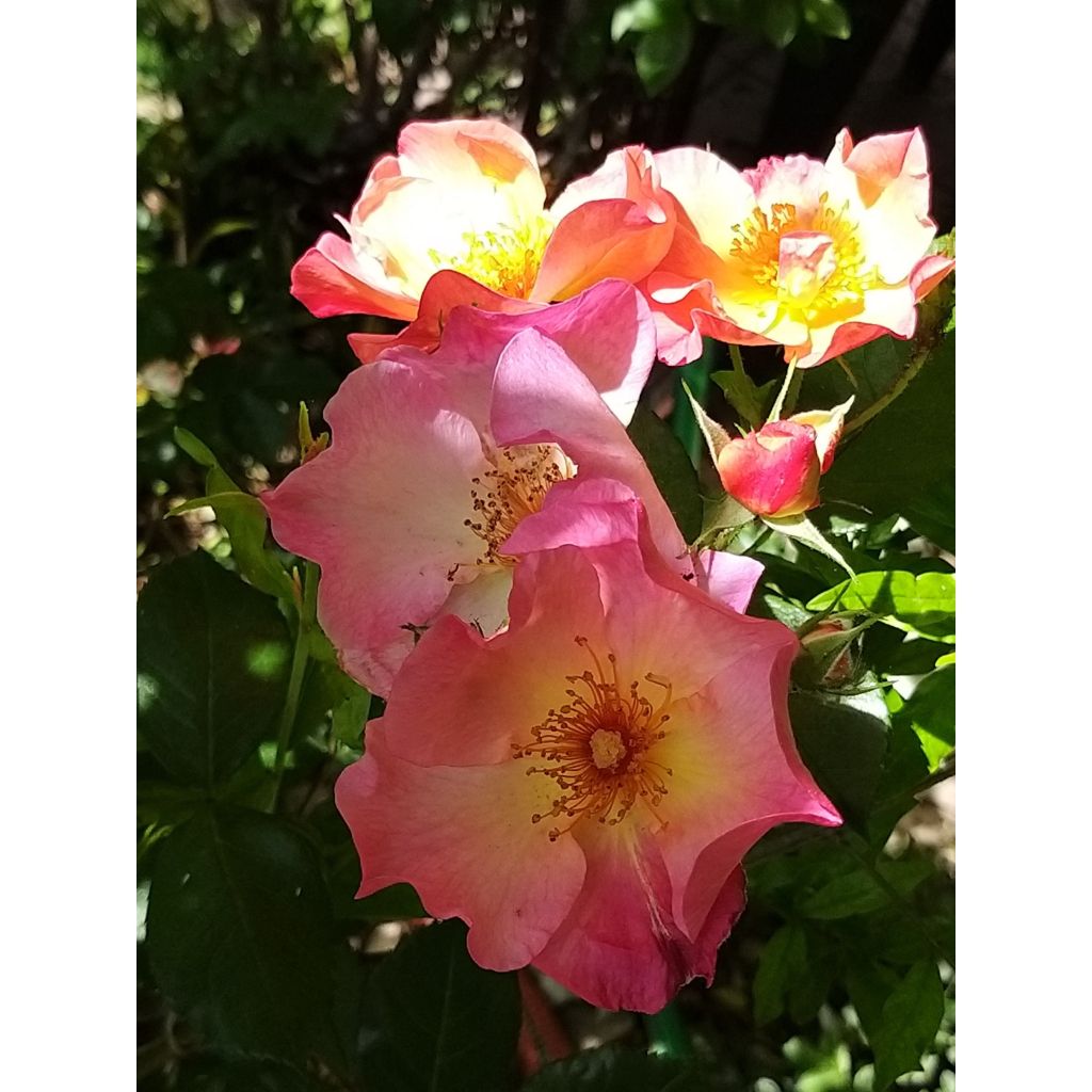 Rosa Pretty Sunrise (Yann Arthus-Bertrand) - Moderne Hybrid-Rose