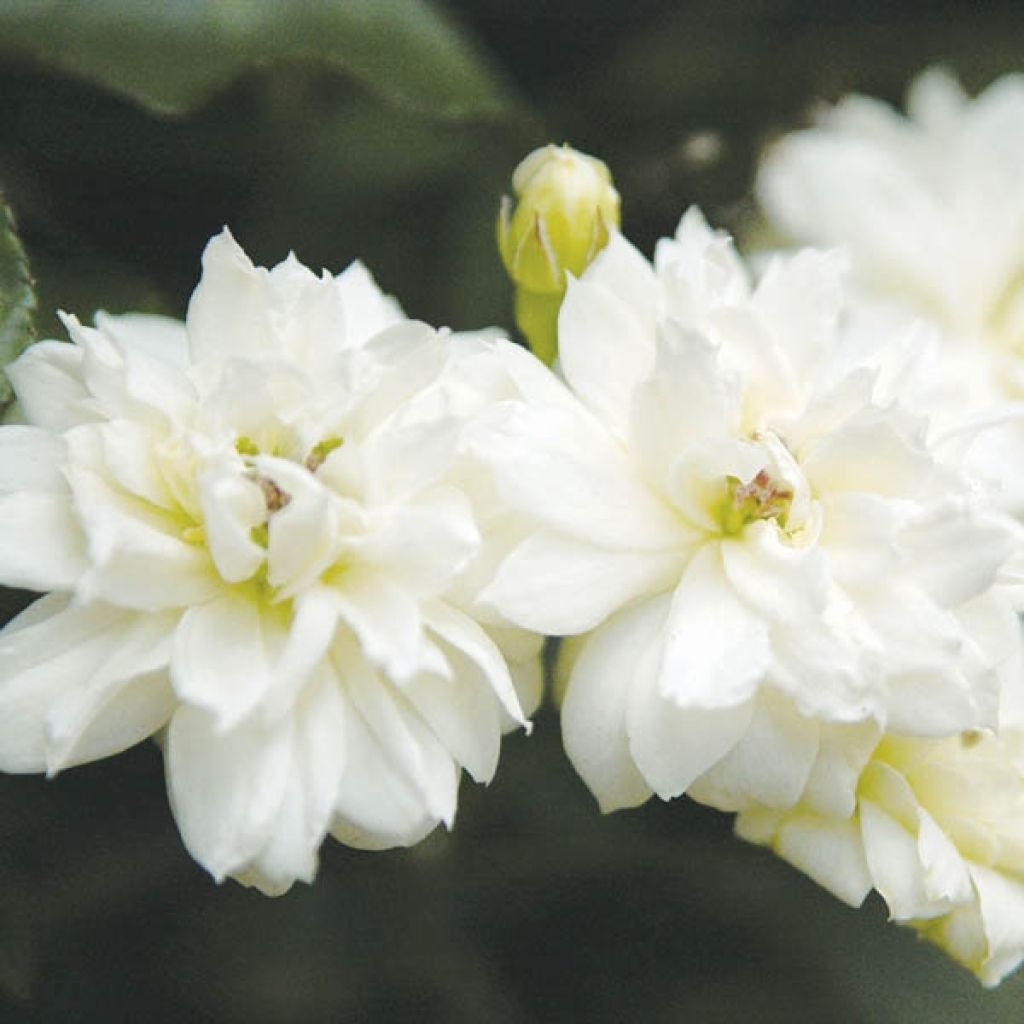 Rosa banksiae var. banksiae Alba Plena - Meran-Rose