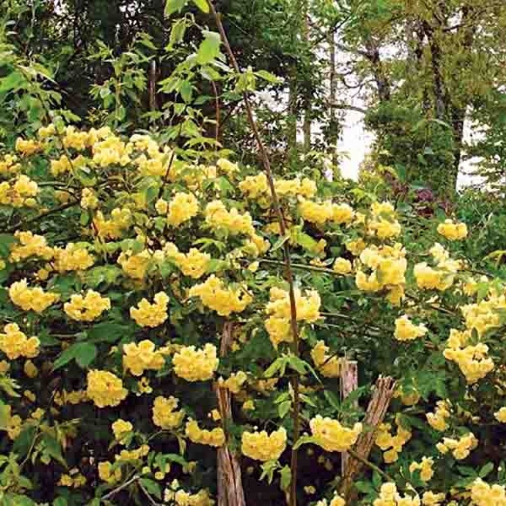 Rosa banksiae Lutea - Meran-Rose