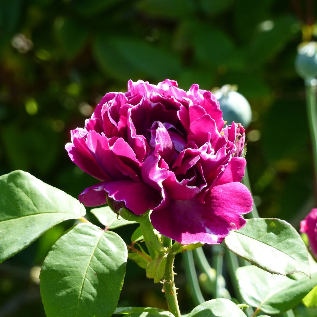 Rosier ancien Baron Girod de l'Ain