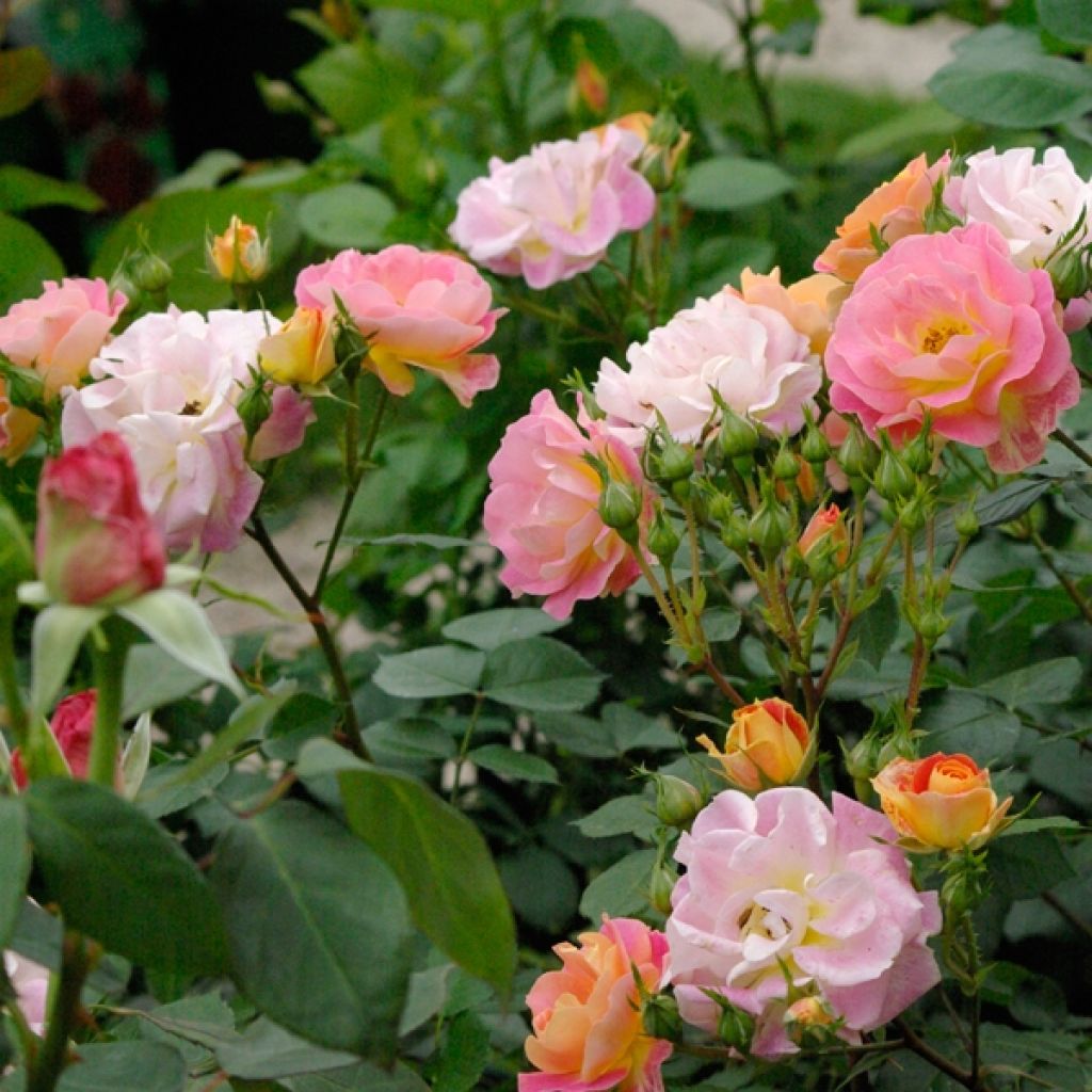 Rosa polyantha Bordure Camaïeu delcapo - Zwerg-Parkrose